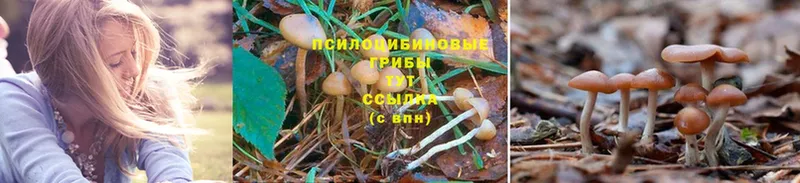 Галлюциногенные грибы Magic Shrooms Елизово